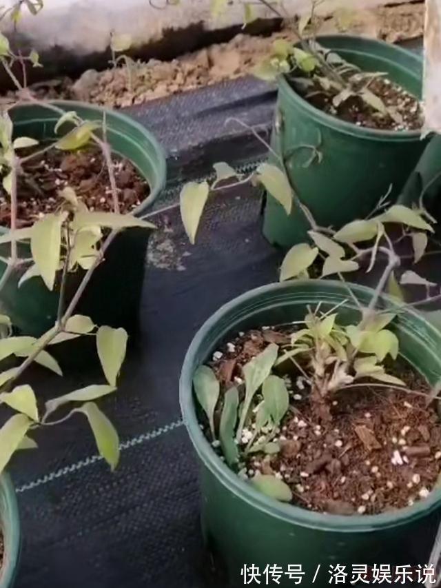 花中皇后|花园三宝中,月季和铁线莲是黄金搭档,怎么配都美!
