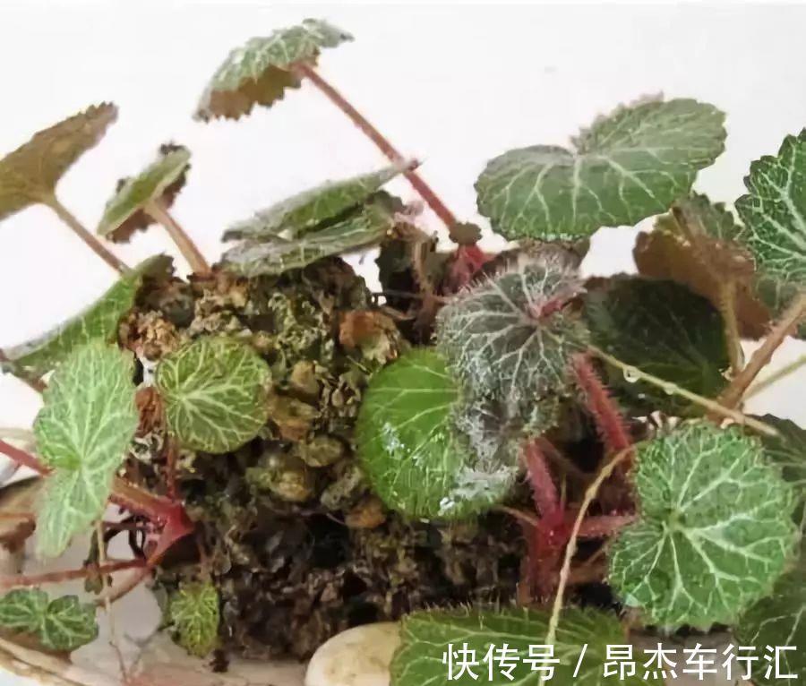 有害气体|家里养这12种“吸毒”绿植,净化空气,老人小孩少生病