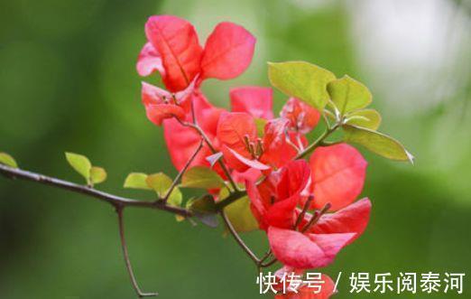 红掌|家里喜欢养花,此款花卉一年四季开花,越热越疯长,花朵绚丽繁盛