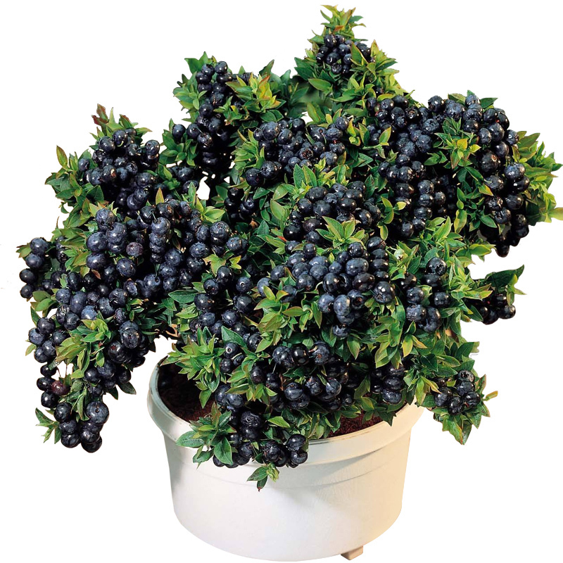 在家里种此树,除了观赏性强,长大了很值钱