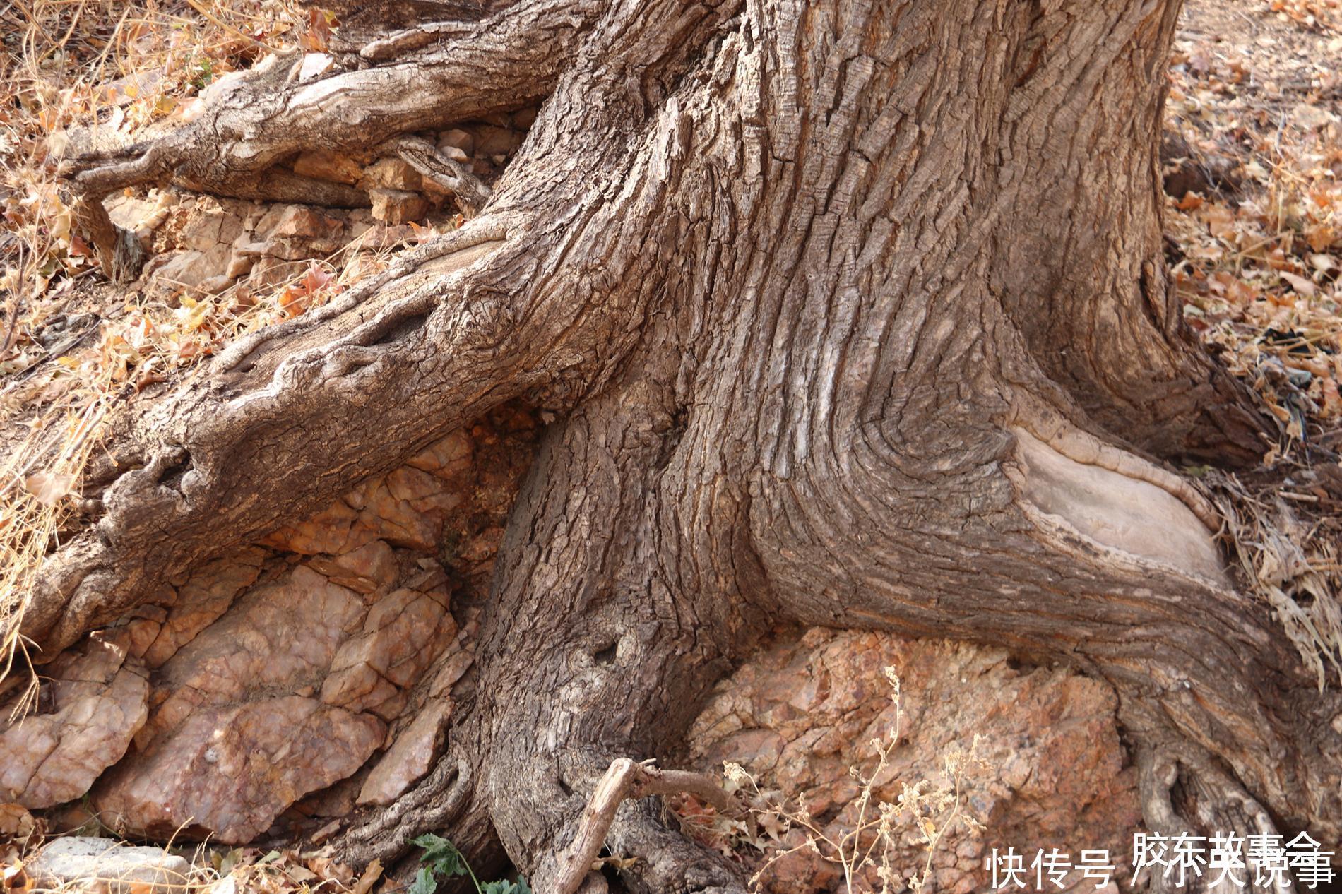 数百年历史的槭树林,见证了“步姓”人在莱阳的繁衍