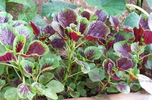 想长寿得会吃,常吃以下3种食物, 润肠通,清热生津,好处多多