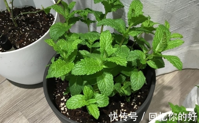 养花种草,土壤结冰该怎么办?马上换盆土,一刻都不要多等