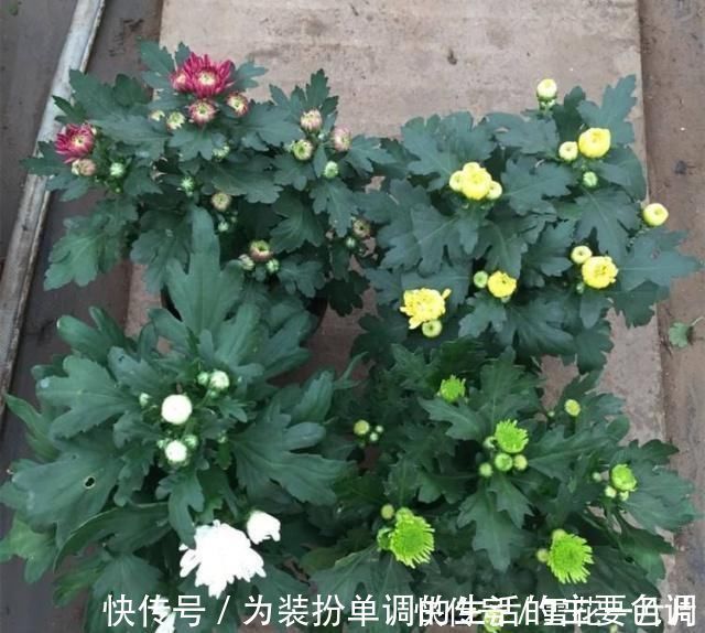 长寿花|家里有空盆这“4种花”现在栽一盆,一入秋就“开成大花球”