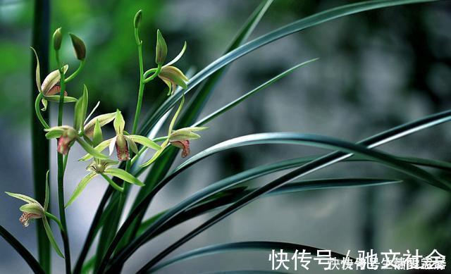 掌握室内养兰“6要素”，再难养的兰花也不烂根，长势好年年开花