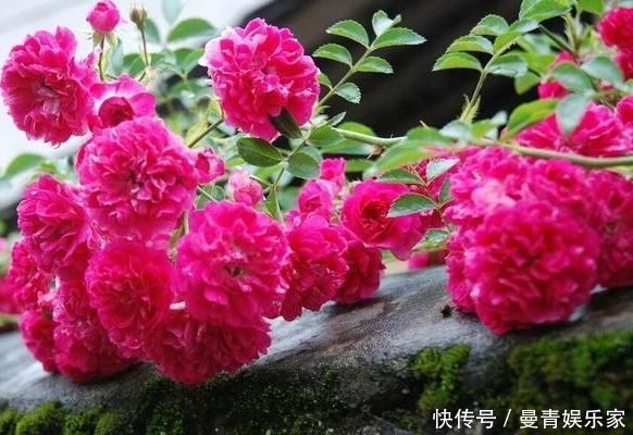 花香|最美4种藤本月季,个个都“惊艳”,年年花开上百朵,你最爱哪种