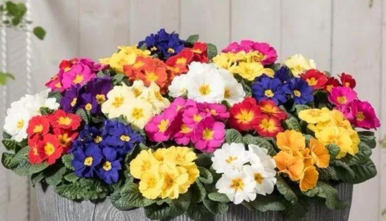 4种花超漂亮,花朵迷人,阵阵花香,花朵大