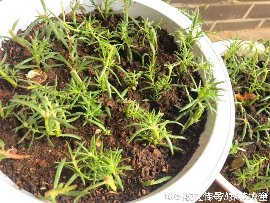 种花|10种花，现在扦插，下个月就开花