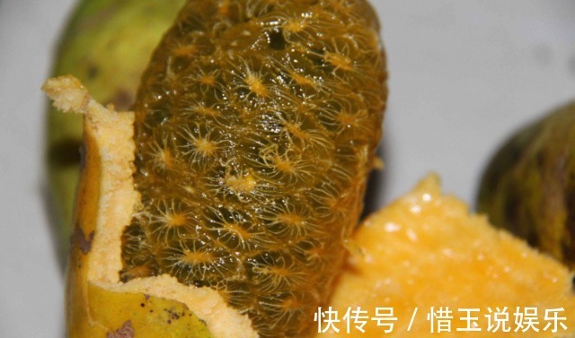美容|深山里這種果實長得丑卻渾身是寶，補腎又美容，男女都愛吃！