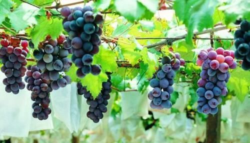 养颜|中年人推荐多吃3种食物，排毒养颜、滋润肌肤，身体棒棒哒！