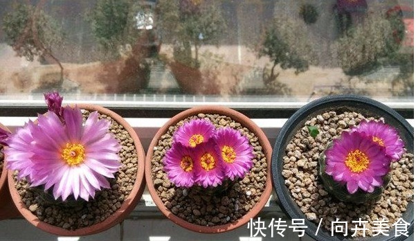 眩美玉|一种开花十分勤快的仙人球,栽下不久即开花,多箭齐发超级漂亮