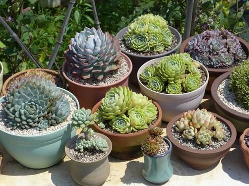 花友养多肉3年个个都漂亮，原来就靠8个字，新手：值得学习