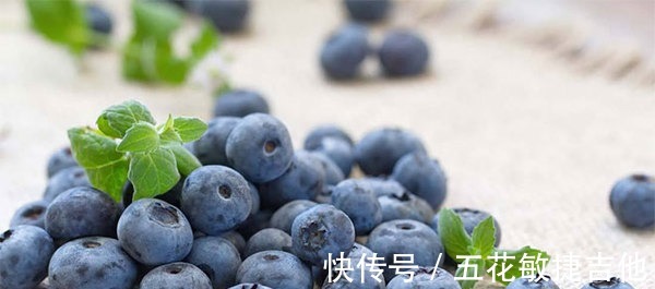 养1盆“耐寒”果树,枝头结满“蓝果子”,年年都能摘鲜甜水果!