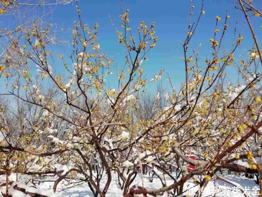 16种特长寿的植物，养十年以上，那都算年轻
