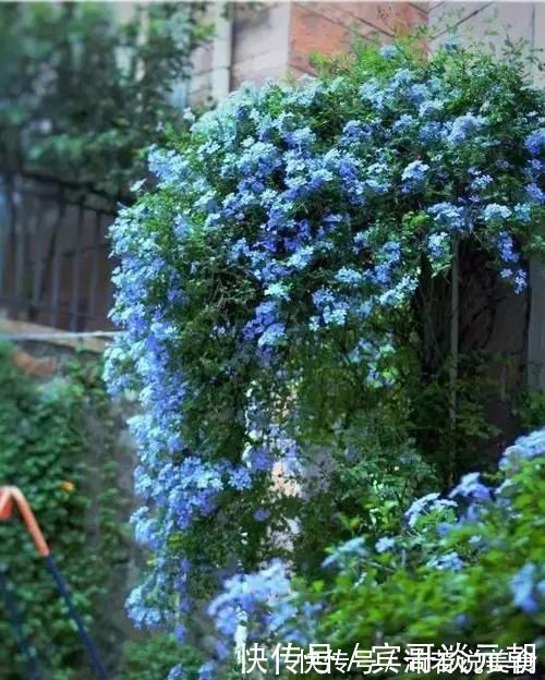 郁金香|7个绝美花园，个个美炸了天，等有钱了我也要建一个