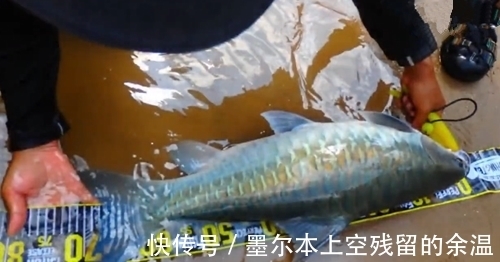 颜色|和朋友深山钓鱼，意外钓上“奇鱼”，鱼鳞大，颜色也特别，什么鱼