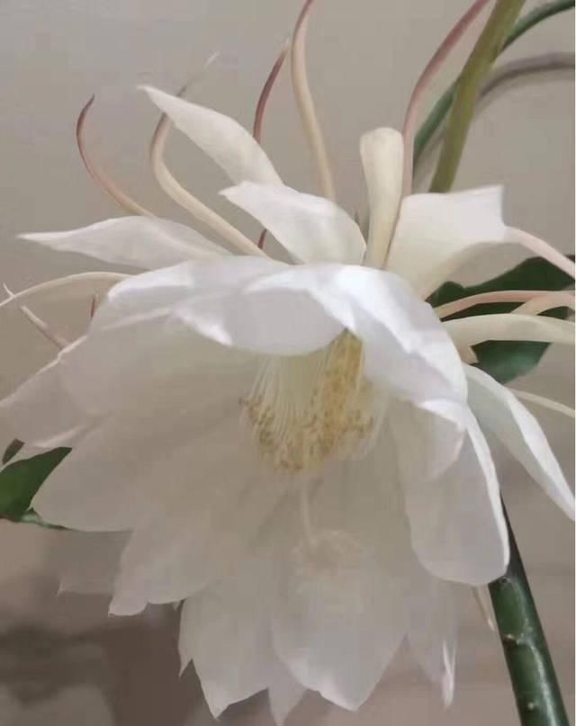 喜欢在室外养昙花注意不好这几点,烂根是常态