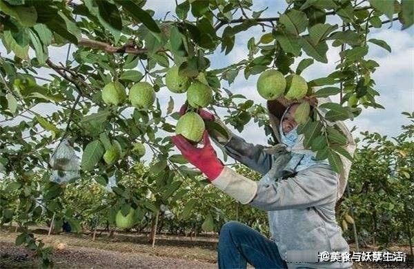 农村一种“鸡屎果”，原产南美洲，入侵我国成美味，城里一斤10元