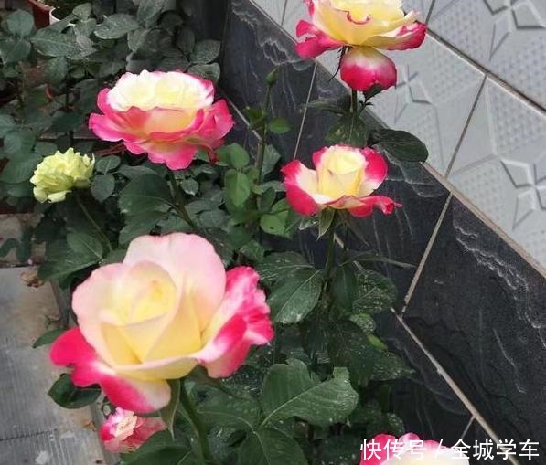 阳台上养花,就选这3种,趁着秋天添上几盆,一养就活!