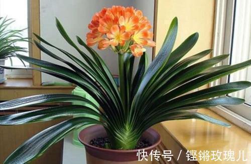 根部|不会养君子兰,记住5个技巧,盆盆长爆盆,棵棵开花艳