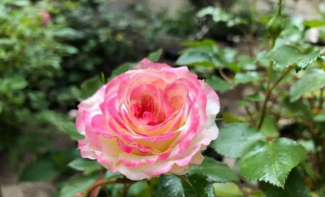 这4种花入冬就“假死”，简单处理一下，明年继续花开烂漫