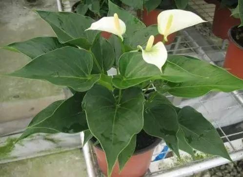 适合卫生间养的5种植物，耐阴还能去异味！