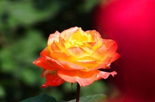 喜欢牡丹,不如养盆“玫瑰珍品”宠爱小姐,花开靓丽,极为少见!