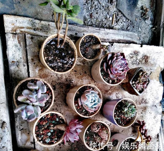 夏天|10种不能淋雨的花,淋完雨就死,盆栽养花注意事项