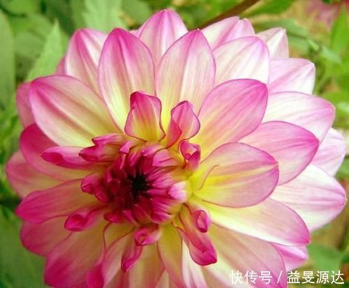 4种花最适合阳台养,全年开花不断,越养越喜欢,花开1茬又1茬!