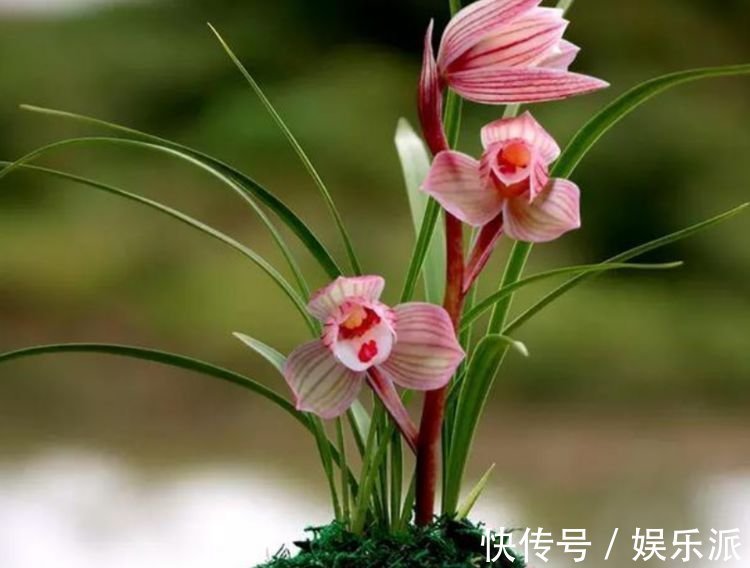 养花就养这几款，花姿妖娆，四季繁花似锦，姿色艳丽