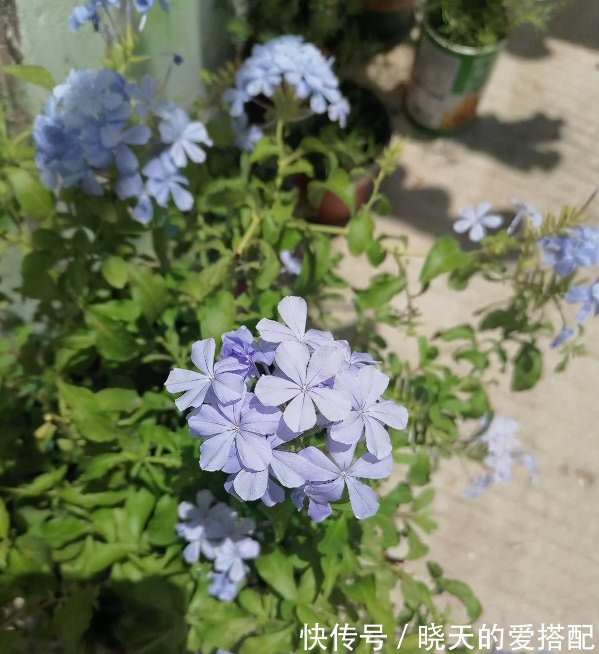 养分|让蓝雪花秋天开花更多的2个方法，不要舍不得，要辣手摧花