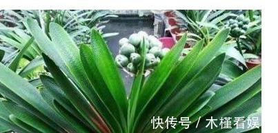 养花|用筷子戳个洞，滴上几滴“它”，“4种花”超喜欢，蹭蹭长不停！