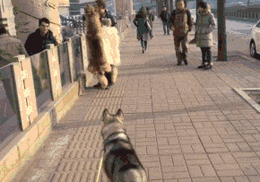 |幽默笑话:老师要求必须带一样主食 他爷爷正好走过