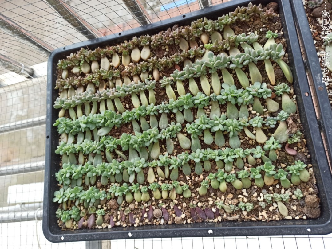 丽格海棠|8种花夏天太容易死,现在赶紧扦插,死了也不心疼!