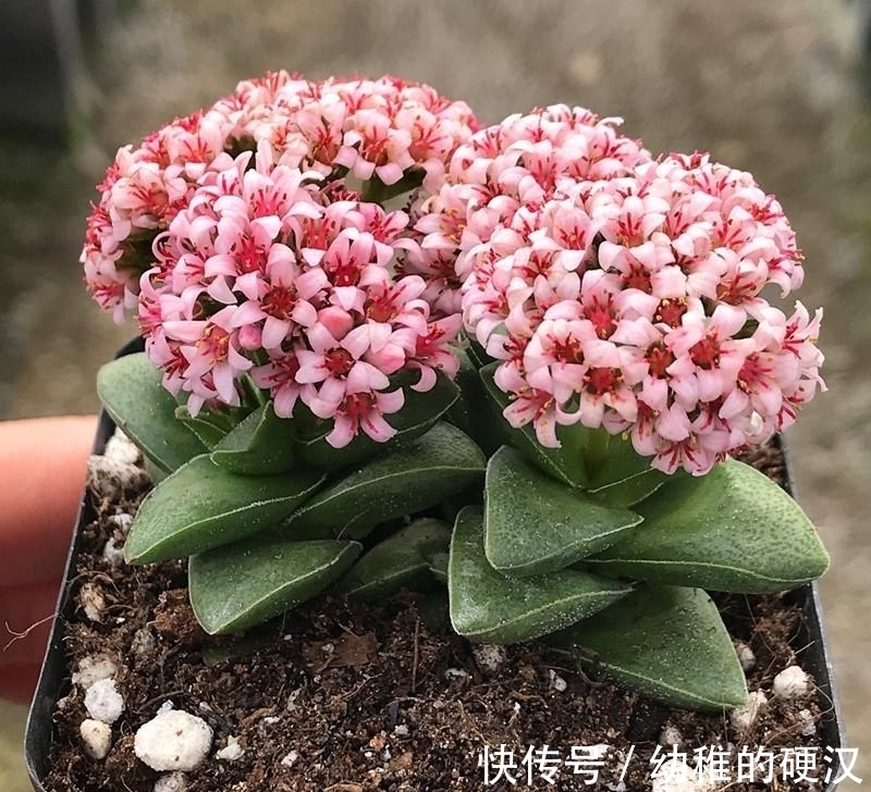 这20种多肉，阳台比例一定要控制，会被熏得难受，太臭了