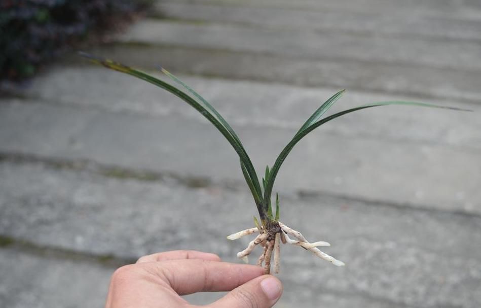  兰花|一株王氏素荷“引种苗”兰花，目前叫价“4140”，到底价值几何？