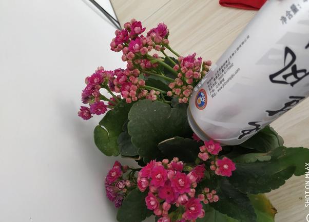 落花苞|长寿花开得正艳,倒了一瓶啤酒,结果“悲催”了