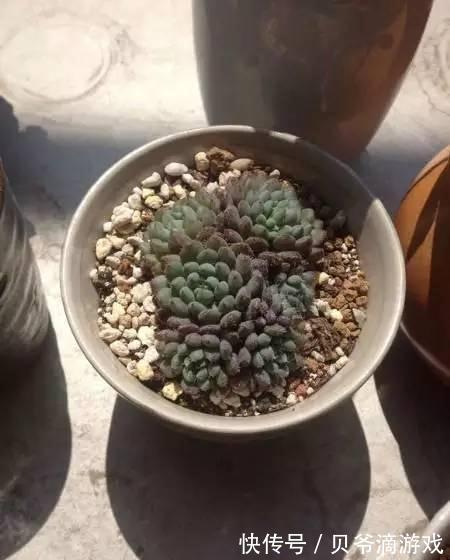 水和光多少是适量,50种常见多肉植物度夏攻略