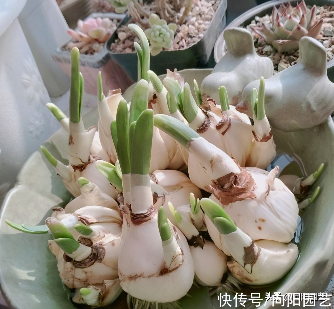 这4种花春节过后，花瓣凋落，根系处理好，来年还能继续开花