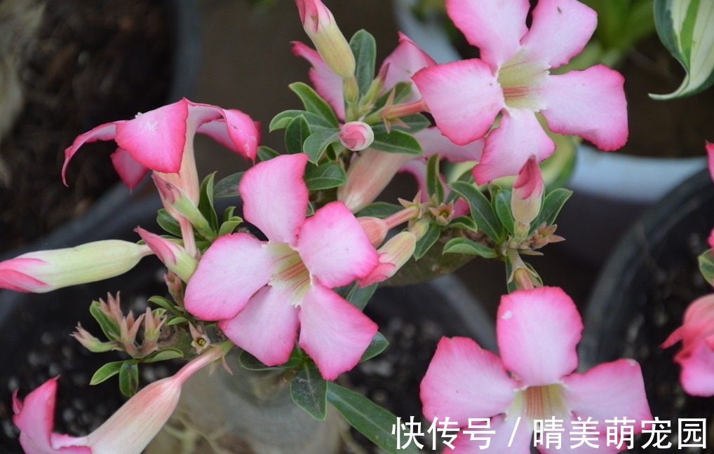 立秋后太阳毒辣，该养什么花？盆栽这3样，耐旱抗晒，开花漂亮