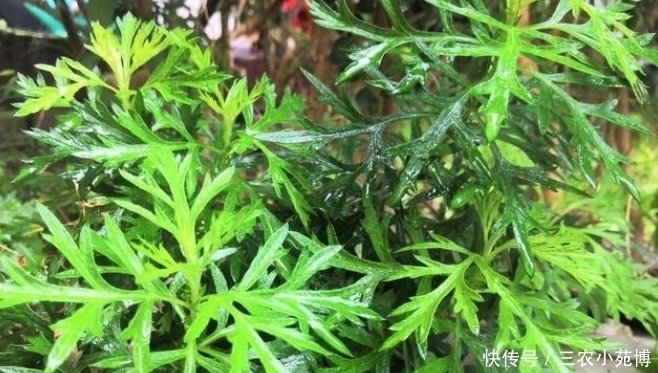 乡下一种植物,药用价值极高,是一种珍贵药材,遇见请珍惜