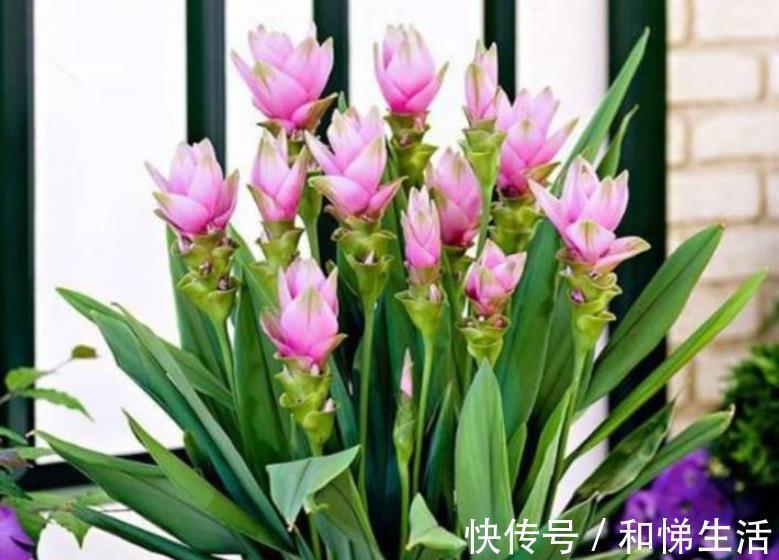 4种花,容易打理易开花,“花香”飘满屋,花美心情好!