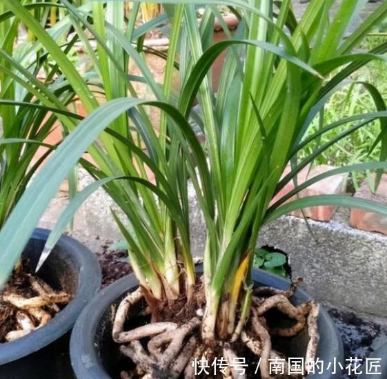 刚上盆的兰花有3“怕”，及时避开服盆快，根系健壮长势旺