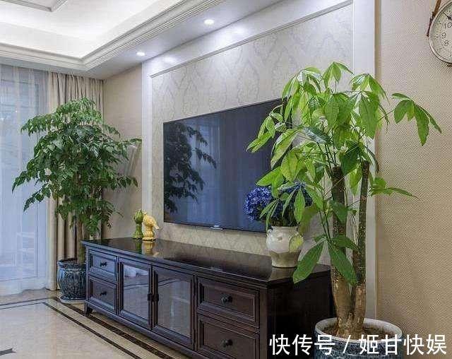 电视柜旁边,养什么花,3种选一个,格调高,寓意好,人气旺