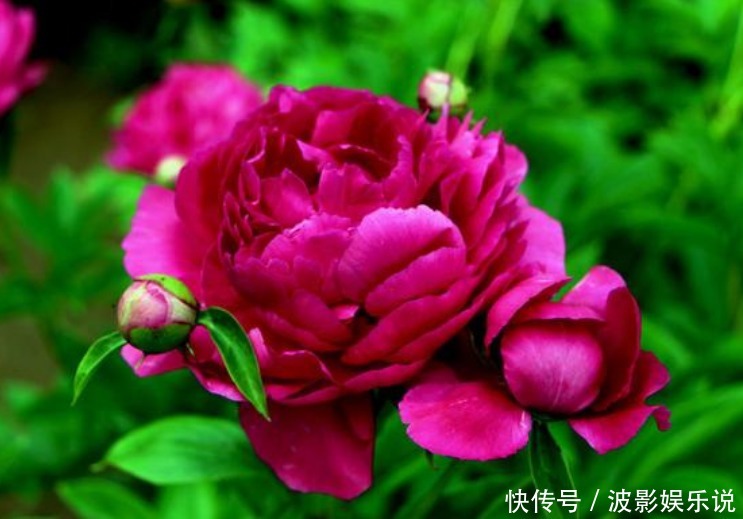 蝴蝶兰花|家养4种“真爱花”,夫妻同心同德,好运来,丈夫宠爱幸福满满!