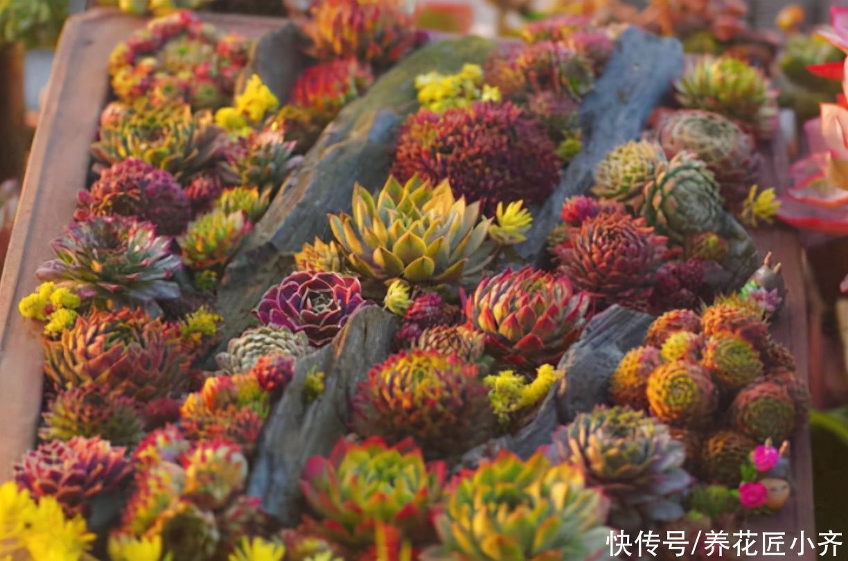 低温|北方可以露养的多肉,耐零下20度低温,皮实好养,出状态非常美