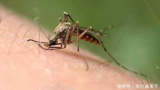 吸髓蚊 顾名思义 吸食脑髓的蚊子 快资讯