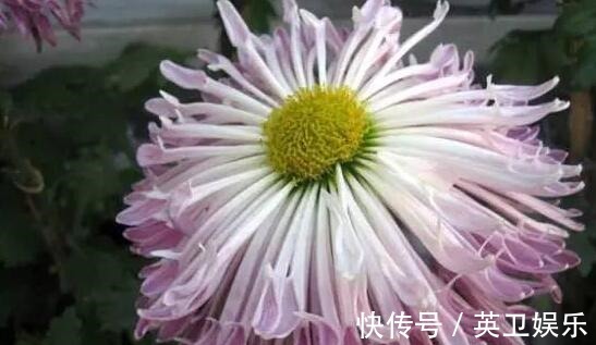 想养菊花选“龙吐珠”花瓣似“千层浪”开花硕大，美家首选