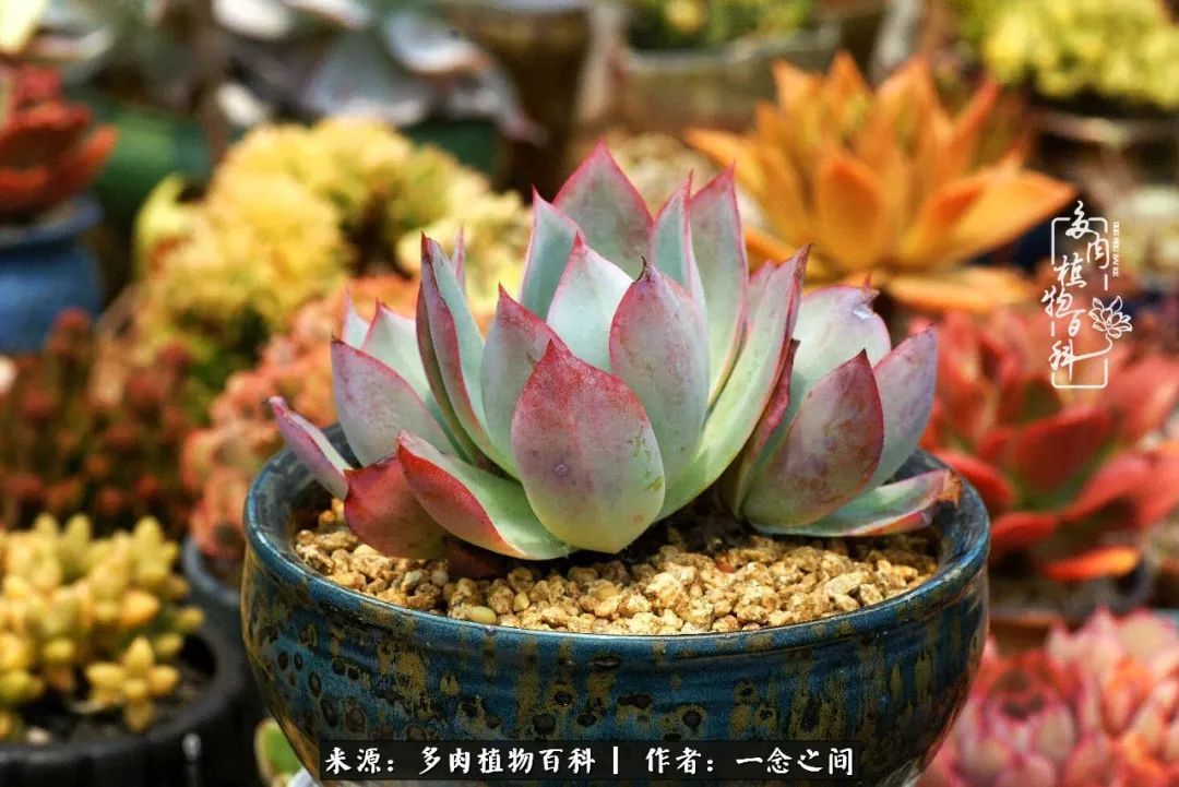 群友聊多肉没有最二只有更二,爆笑百科二群的二货二事!