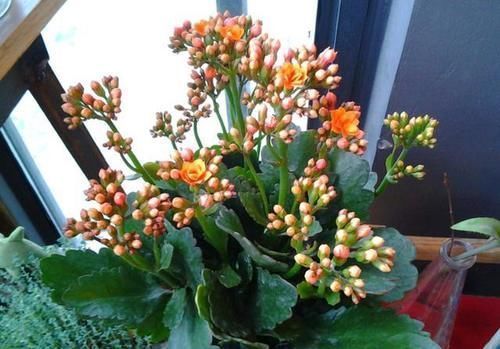 叶插|原来这5种花，都能用“1片叶子”长出一大盆，还买啥？